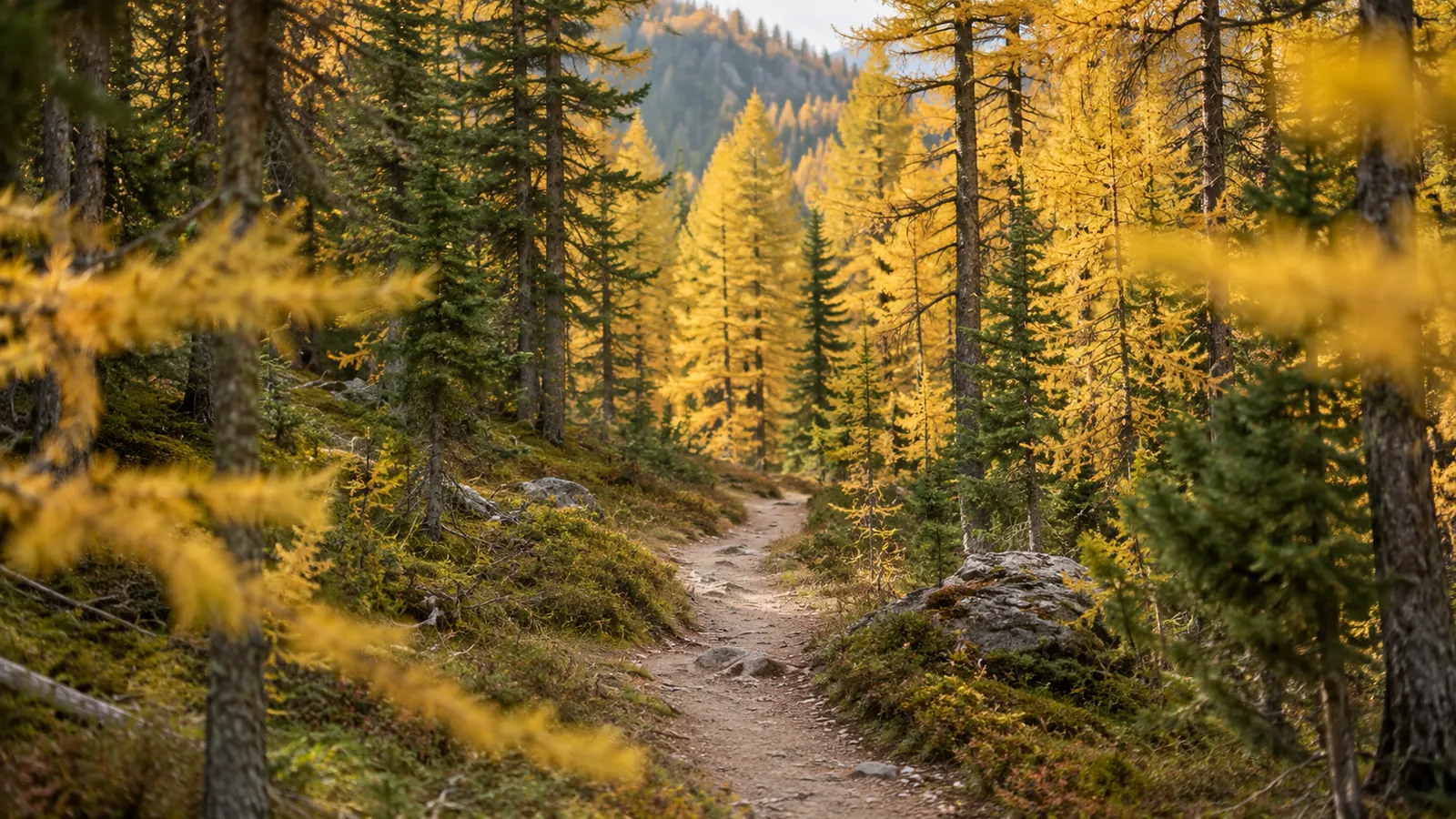 A trail through golden larch in the Montana fall